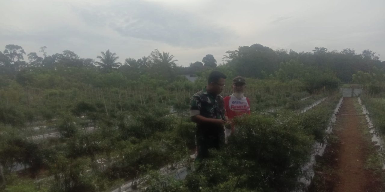 Serma Ricky Berlian Menjalin Tali Silahturahmi Dengan Warga Binaanya Dengan Cara Membantu Petani Merawat Tanaman Cabe.