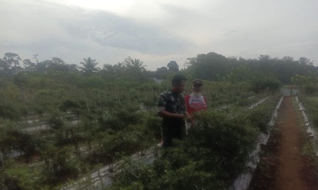 Serma Ricky Berlian Menjalin Tali Silahturahmi Dengan Warga Binaanya Dengan Cara Membantu Petani Merawat Tanaman Cabe.