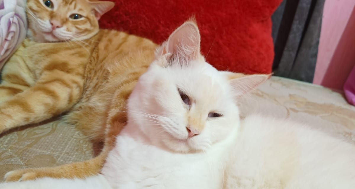 Tiga Manfaat Memelihara Kucing Dirumah.