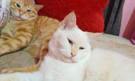 Tiga Manfaat Memelihara Kucing Dirumah.