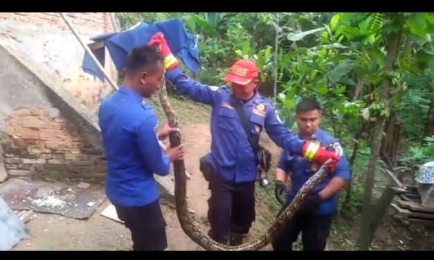 Marak Ular Masuk Rumah Di Perkotaan Jambi,Ini Penyebabnya