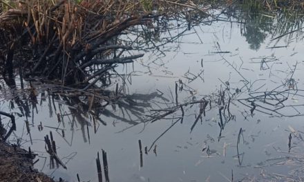 Diduga Ada Pencemaran Minyak Pertamina Prabumulih ,Siapakah Yang Bertanggung Jawab???