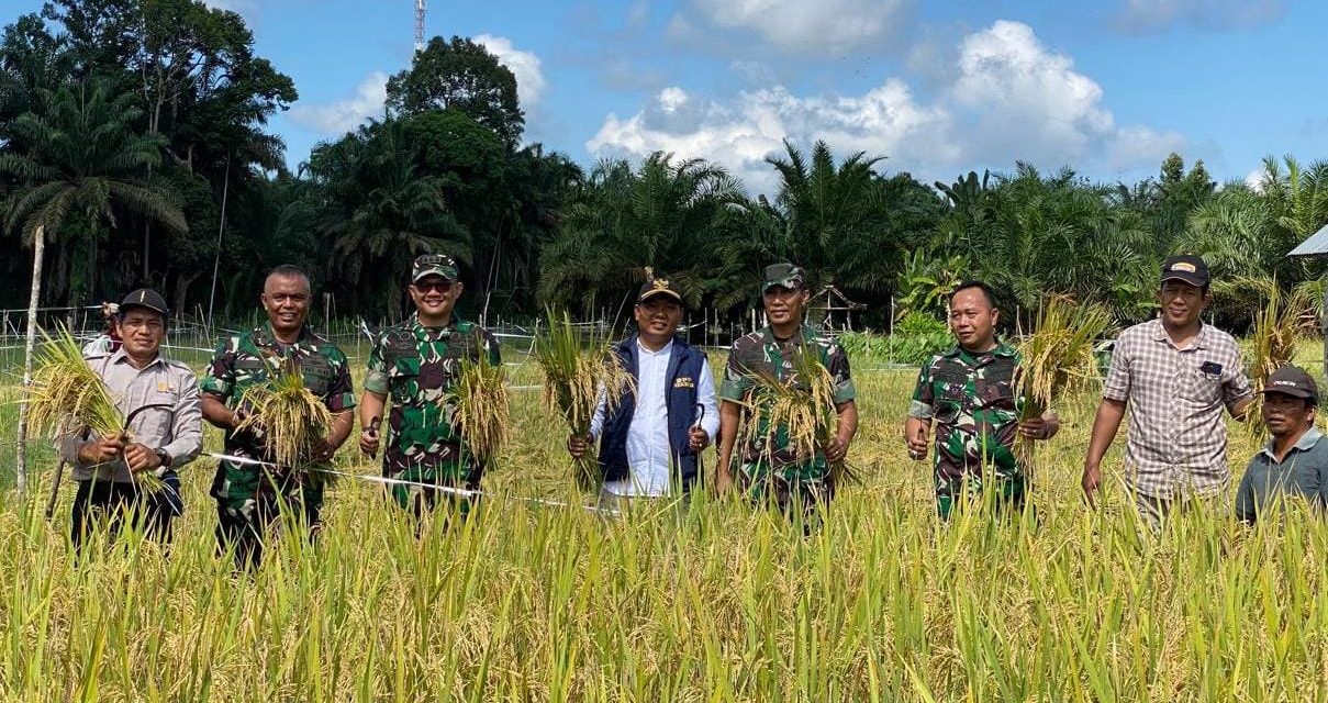 Kades Desa Koto Baru Dampingi Kasi Ter Panen Padi Bersama Kelompok Tani dan Masyarakat