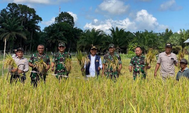 Kades Desa Koto Baru Dampingi Kasi Ter Panen Padi Bersama Kelompok Tani dan Masyarakat