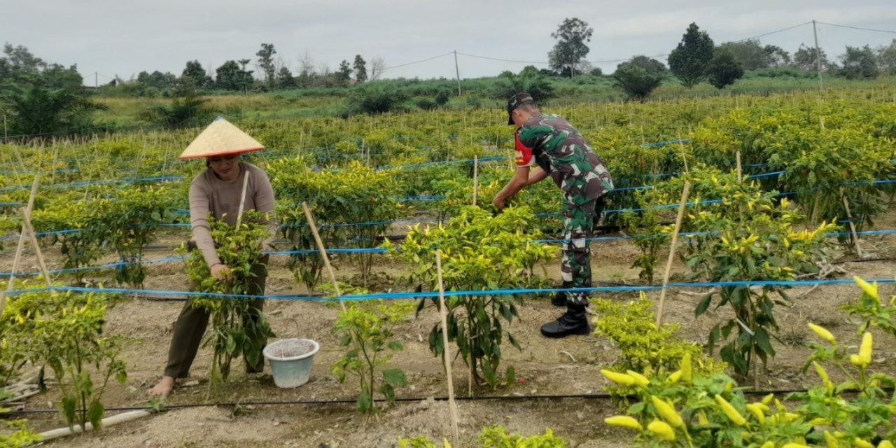 Babinsa Koramil 420-04/Sarolangun Bantu Petani Panen Cabe Rawit