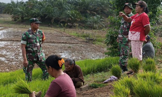 Di Sawah, Tidak Mengenal Tempat Babinsa Komsos Dengan Petani