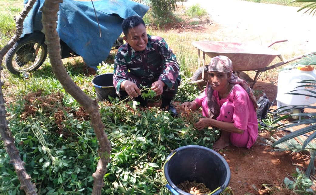Usai Panen, Babinsa Bantu Petani Merontokkan Kacang Tanah