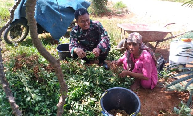 Usai Panen, Babinsa Bantu Petani Merontokkan Kacang Tanah