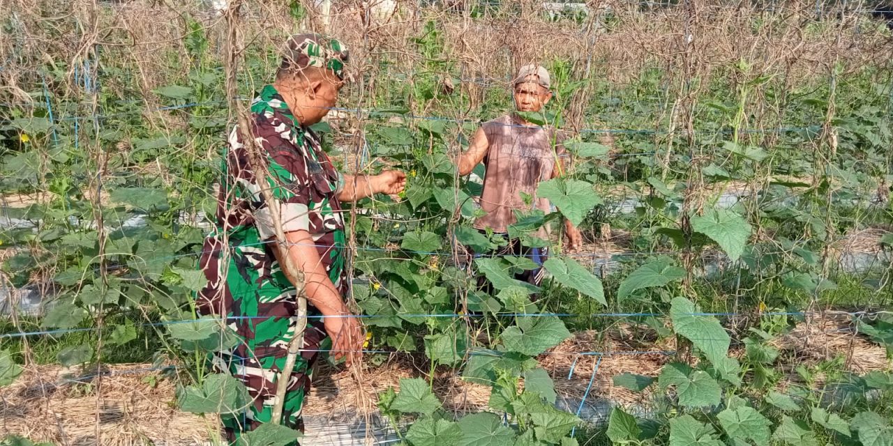 Babinsa Serda Joko Susilo Bantu Petani Rawat Tanaman Kacang Panjang Di Desa Binaan