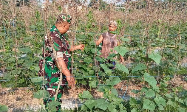 Babinsa Serda Joko Susilo Bantu Petani Rawat Tanaman Kacang Panjang Di Desa Binaan