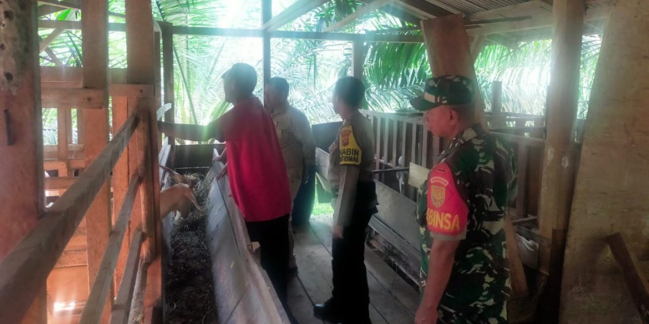 Babinsa Sertu Yusrizal Bersama Babinsa Cek Kesehantan Ternak Warga