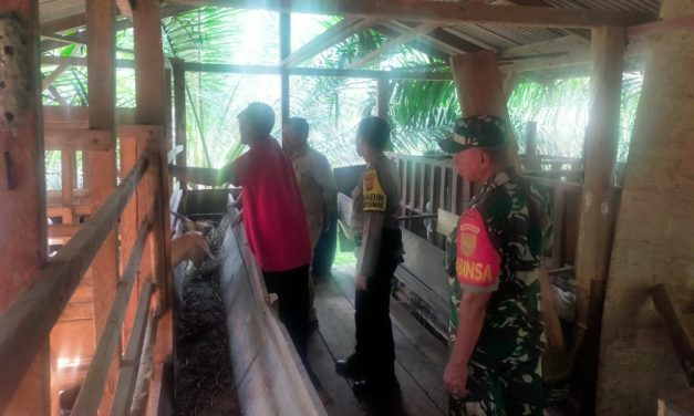 Babinsa Sertu Yusrizal Bersama Babinsa Cek Kesehantan Ternak Warga