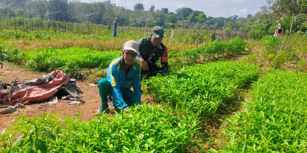 Dorong Semangat Bertani, Babinsa Praka Nasrudin Sambangi Lahan Penanaman Sayur Kangkung Warga