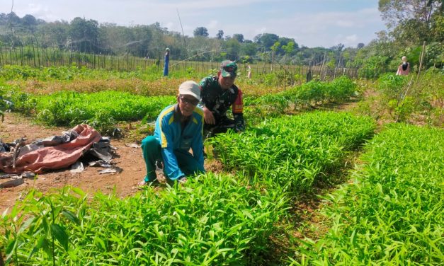 Dorong Semangat Bertani, Babinsa Praka Nasrudin Sambangi Lahan Penanaman Sayur Kangkung Warga