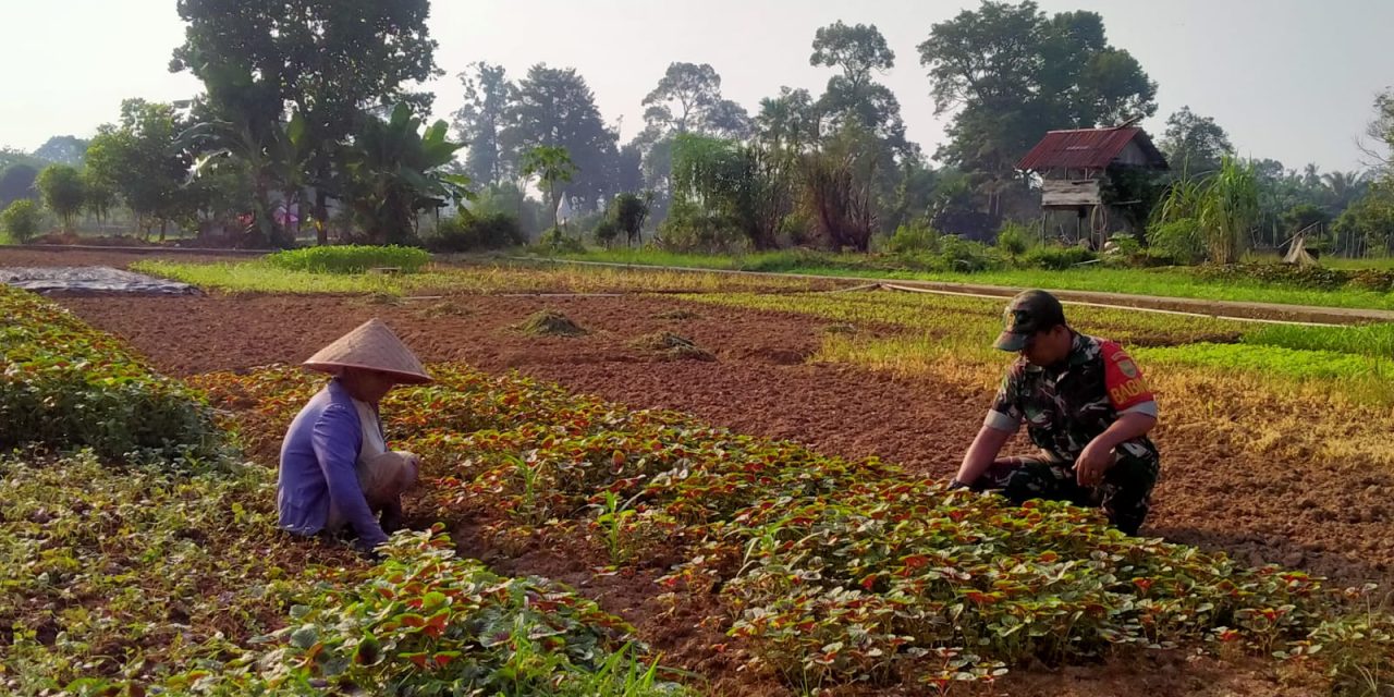 Wujudkan Hanpangan, Babinsa Serka Wahyu Dwi Dampingi Petani Di Wilayah Desa Binaan.