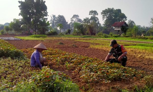 Wujudkan Hanpangan, Babinsa Serka Wahyu Dwi Dampingi Petani Di Wilayah Desa Binaan.
