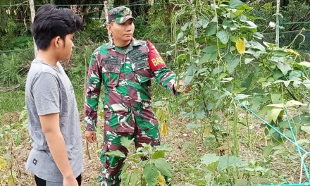Babinsa Pantau Perkembangan Tanaman Kacang panjang milik warga binaan