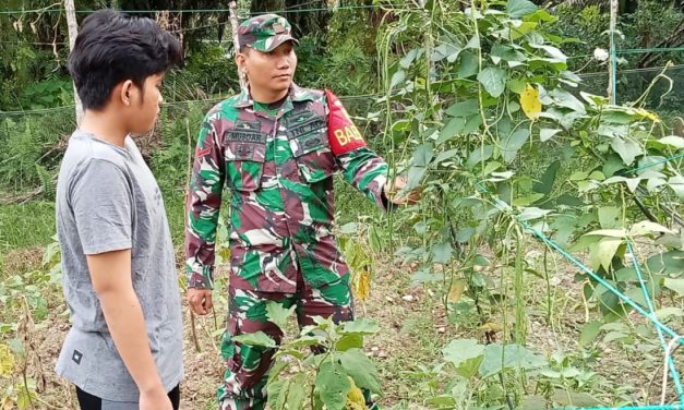 Babinsa Pantau Perkembangan Tanaman Kacang panjang milik warga binaan