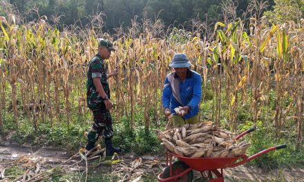 Sukseskan Swasembada Pangan Babinsa Bantu Panen Jagung di Desa Binaan