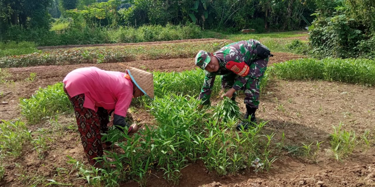 Wujudkan Program Ketahanan Pangan, Babinsa Koramil 420-04/Sarolangun Terus Dampingi Para Petani Di Wilayah Binaan