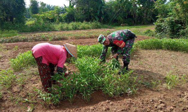 Wujudkan Program Ketahanan Pangan, Babinsa Koramil 420-04/Sarolangun Terus Dampingi Para Petani Di Wilayah Binaan