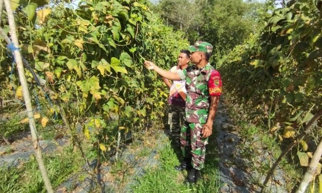 Babinsa Dampingi Pengecekan Dan Perawatan Tanaman Kacang Panjang Petani