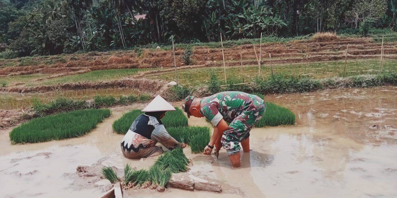 Tingkatkan Ketahanan Pangan, Babinsa Bantu Petani Tanam Padi