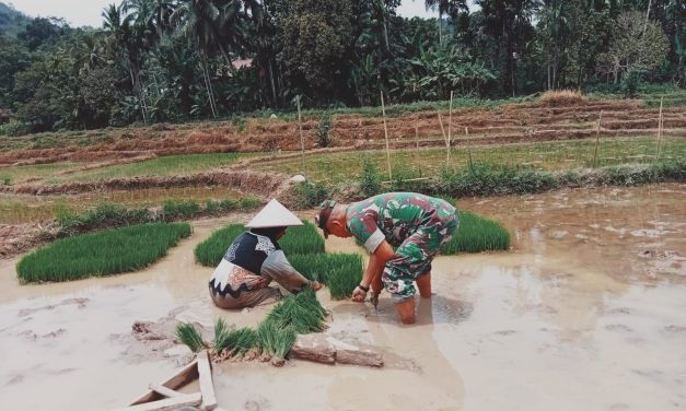 Tingkatkan Ketahanan Pangan, Babinsa Bantu Petani Tanam Padi