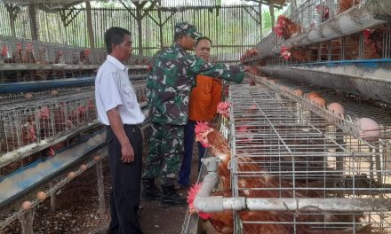 Babinsa Dan Perangkat Desa Melaksanakan Pengecekan Ketahanan Pangan Berupa Ayam Petelur
