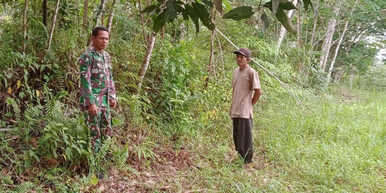 Telusuri Semak Belukar, Babinsa Koramil 06/Muara Siau Ajak Warga Binaan Patroli Karhutla