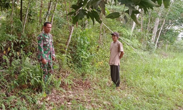 Telusuri Semak Belukar, Babinsa Koramil 06/Muara Siau Ajak Warga Binaan Patroli Karhutla