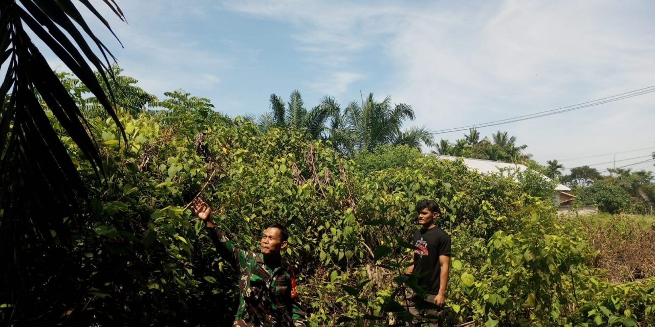 Babinsa Intensifkan Patroli Karhutla: Upaya Pencegahan Kebakaran Hutan dan Lahan”