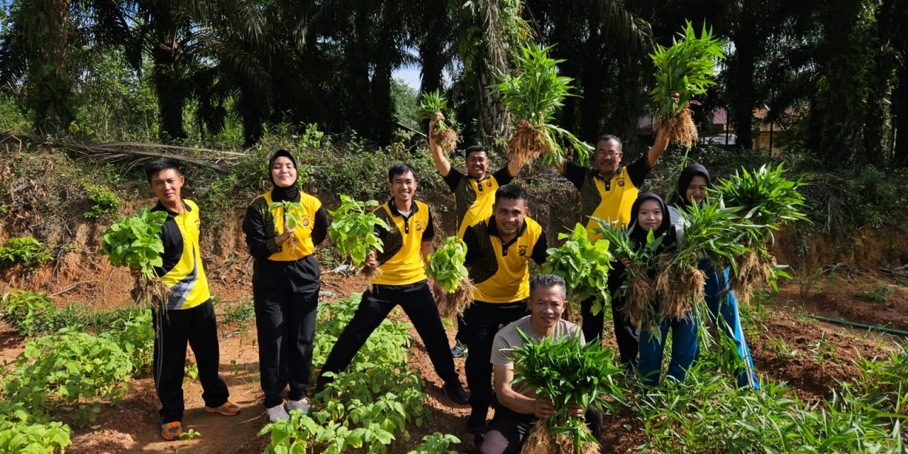 Panen Raya Ketahanan Pangan Yang Ditanam Personil Polsek Sungai.