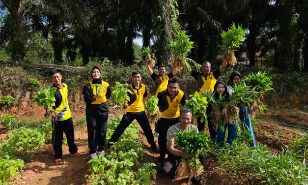Panen Raya Ketahanan Pangan Yang Ditanam Personil Polsek Sungai.