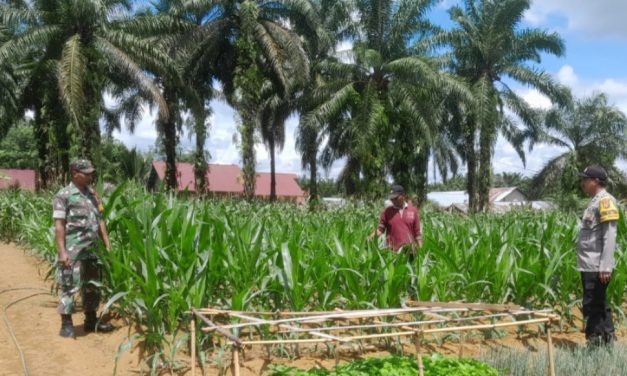 Sinergi TNI-Polri Babinsa dan Babinkamtibmas Dampingi Petani Bersihkan Gulma di Desa Tambang Emas