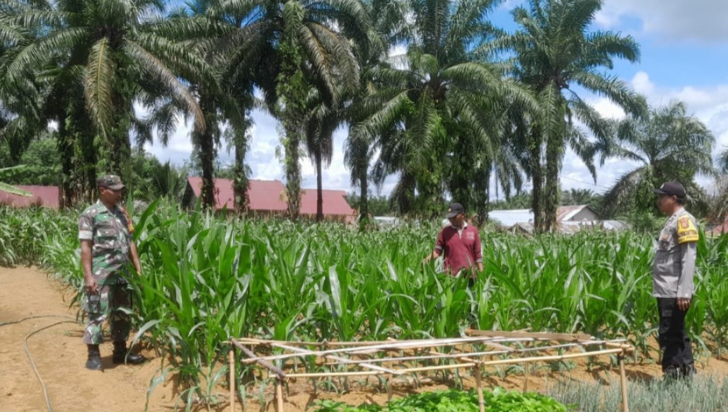 Sinergi TNI-Polri Babinsa dan Babinkamtibmas Dampingi Petani Bersihkan Gulma di Desa Tambang Emas