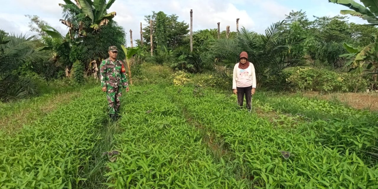 Tingkatkan Ketahanan Pangan, Babinsa Koramil Sarolangun Bimbing Warga Tanam Kangkung di Desa Sukajadi