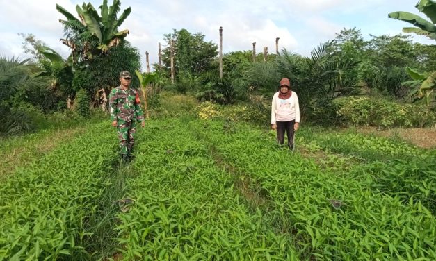 Tingkatkan Ketahanan Pangan, Babinsa Koramil Sarolangun Bimbing Warga Tanam Kangkung di Desa Sukajadi