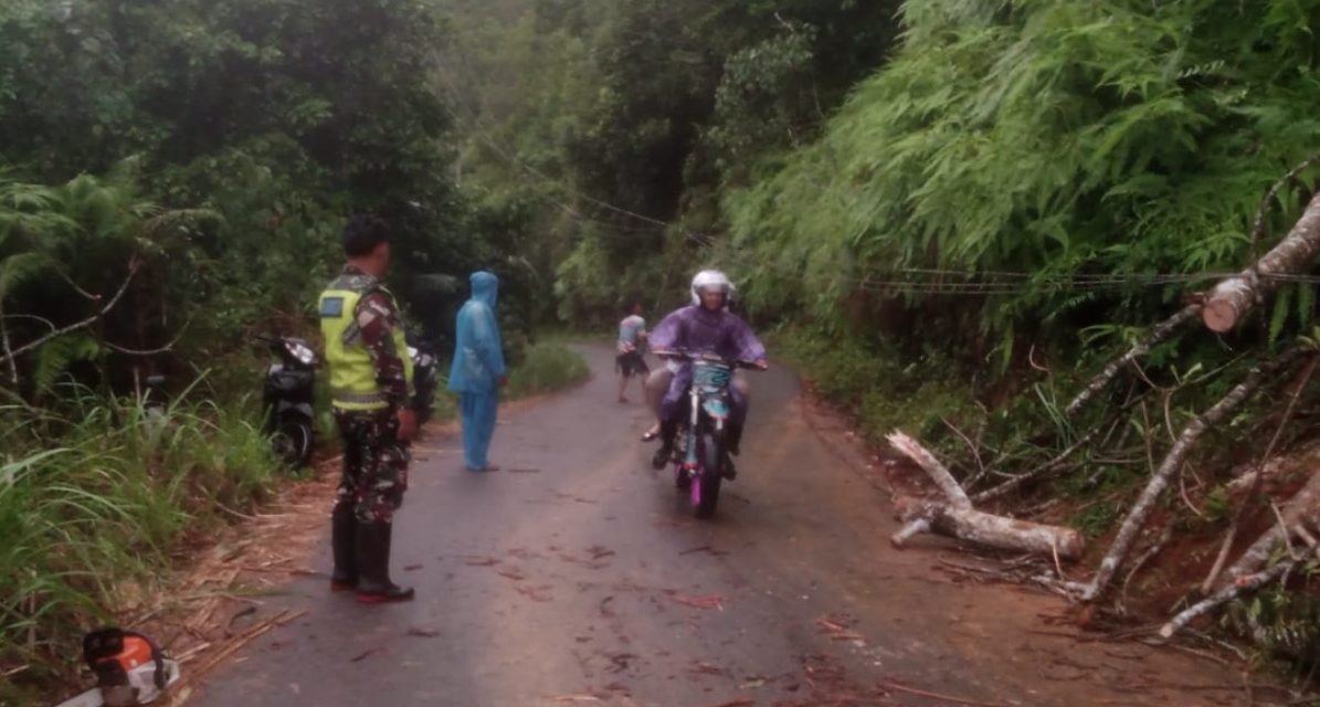 Pohon Tumbang Tutup Jalan Utama, Babinsa Muara Siau Bantu Warga Lakukan Evakuasi Cepat