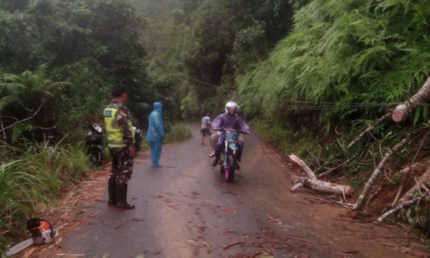 Pohon Tumbang Tutup Jalan Utama, Babinsa Muara Siau Bantu Warga Lakukan Evakuasi Cepat