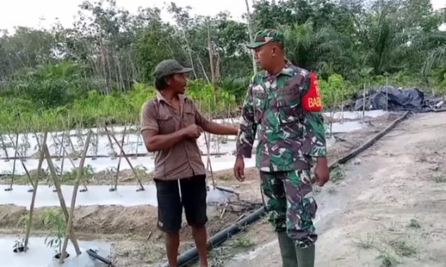 TNI Peduli Pangan Babinsa Koramil 420-02/Muara Limun Bantu Petani di Sarolangun