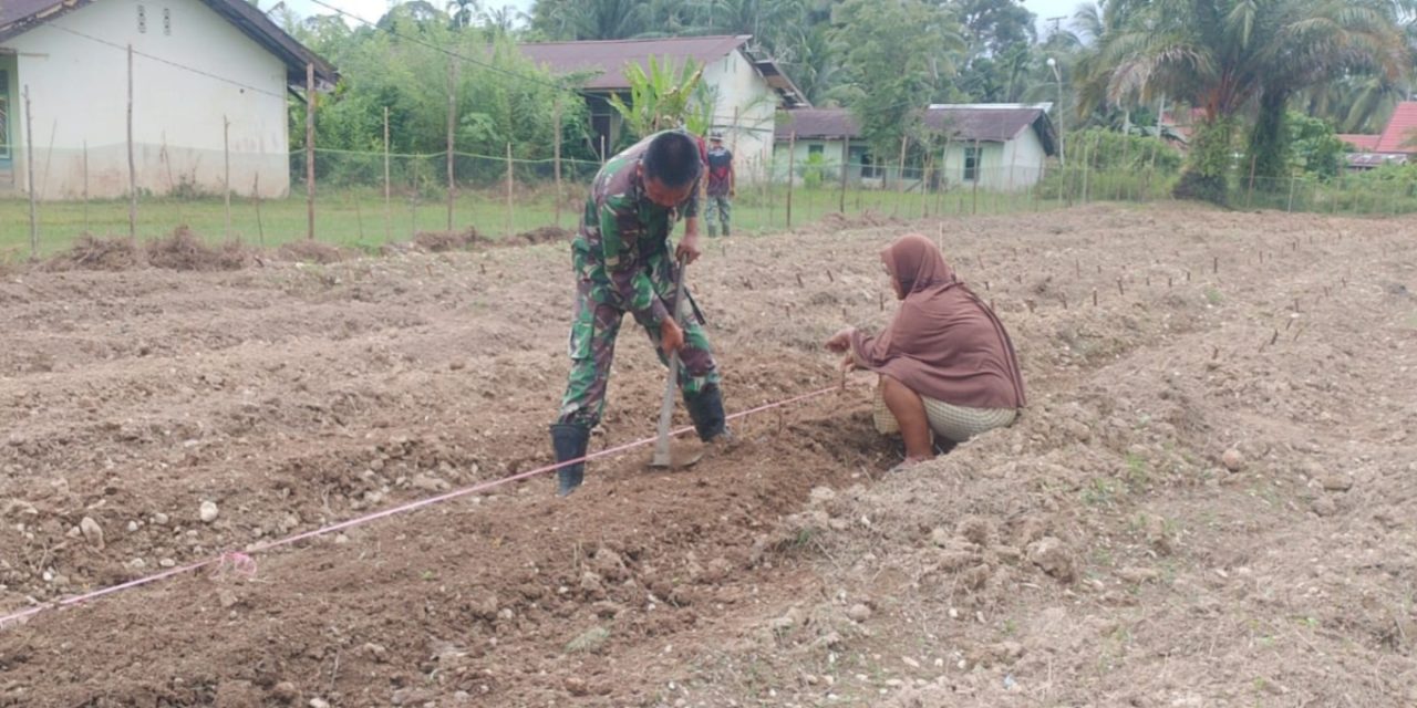 Pendampingan Pertanian Babinsa Sarolangun : Meningkatkan Produktivitas untuk Ketahanan Pangan