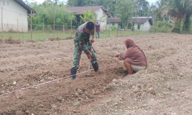 Pendampingan Pertanian Babinsa Sarolangun : Meningkatkan Produktivitas untuk Ketahanan Pangan