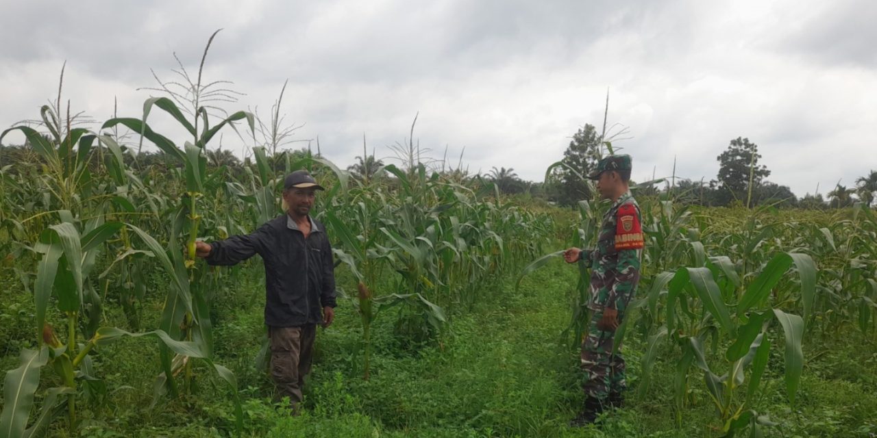 TNI Bantu Petani Babinsa Sertu Harjanto Laksanakan Pendampingan Perawatan Jagung di Sarolangun
