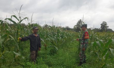 TNI Bantu Petani Babinsa Sertu Harjanto Laksanakan Pendampingan Perawatan Jagung di Sarolangun