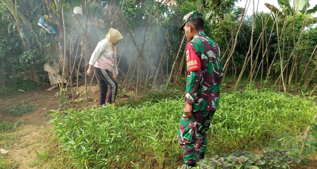 Membangun Ketahanan Pangan, Babinsa Sarolangun Dampingi Petani Kangkung di Desa Sukasari