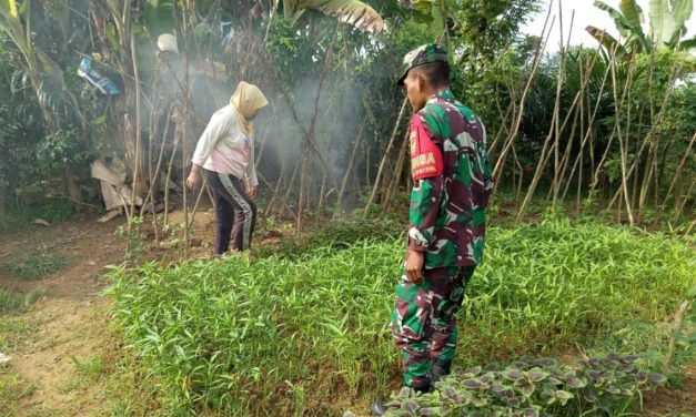Membangun Ketahanan Pangan, Babinsa Sarolangun Dampingi Petani Kangkung di Desa Sukasari