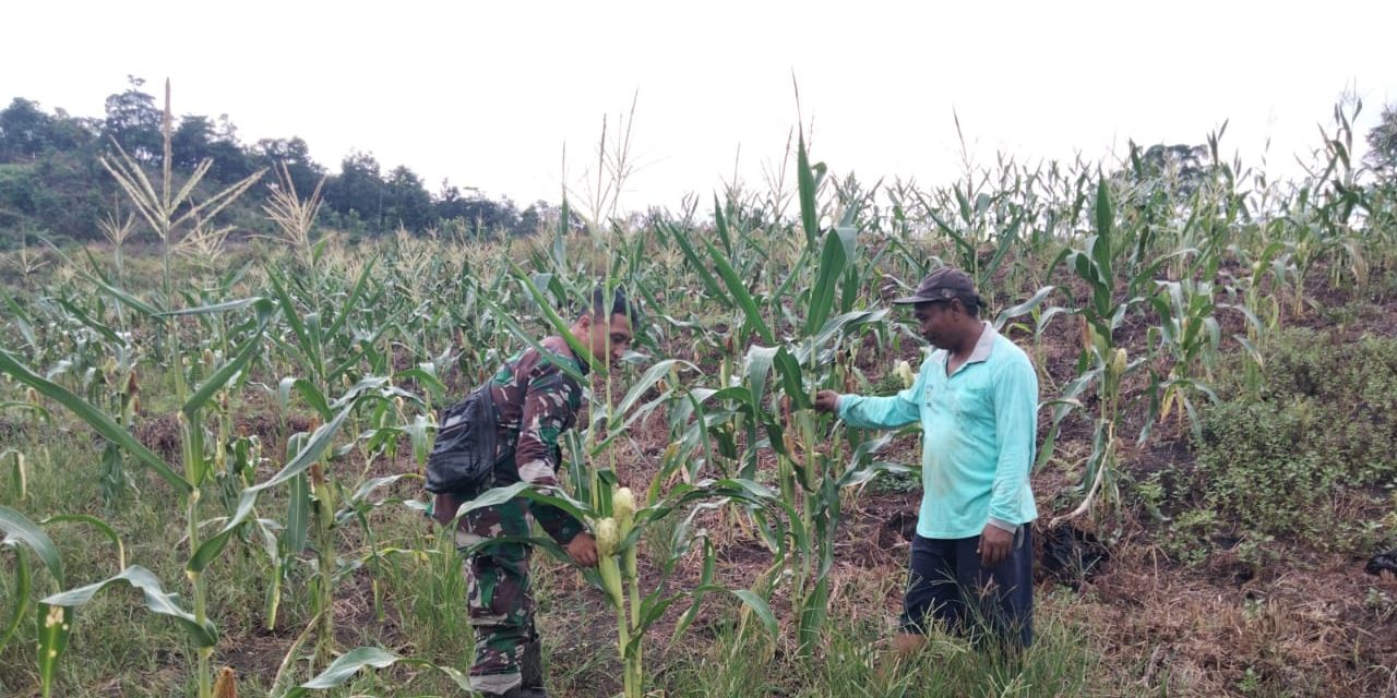 Tingkatkan Hasil Pertanian, Babinsa Serda Deri Arista Dampingi Perawatan Jagung di Sarolangun