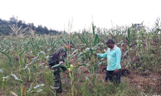 Tingkatkan Hasil Pertanian, Babinsa Serda Deri Arista Dampingi Perawatan Jagung di Sarolangun