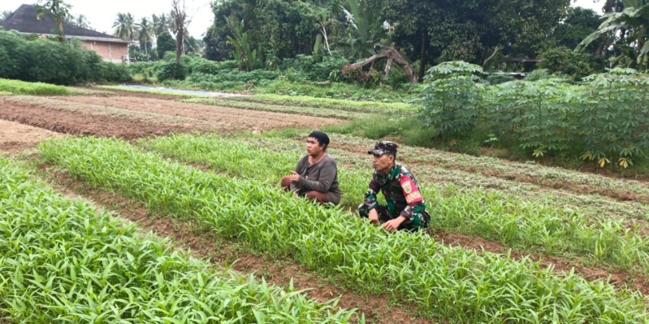Dukung Ketahanan Pangan, Babinsa Sarolangun Bantu Perawatan Kebun Kangkung di Pulau Buayo